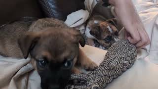 Video preview image #1 Catahoula Leopard Dog-Unknown Mix Puppy For Sale in Holly Springs, NC, USA