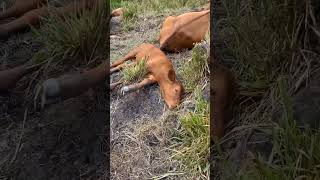 cuando sufres mucho de sueño #colombia #cow #ganado #animals #rancho #ganadolechero #cute