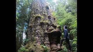 THE BIGGEST DOUGLAS FIR TREE IN THE WORLD