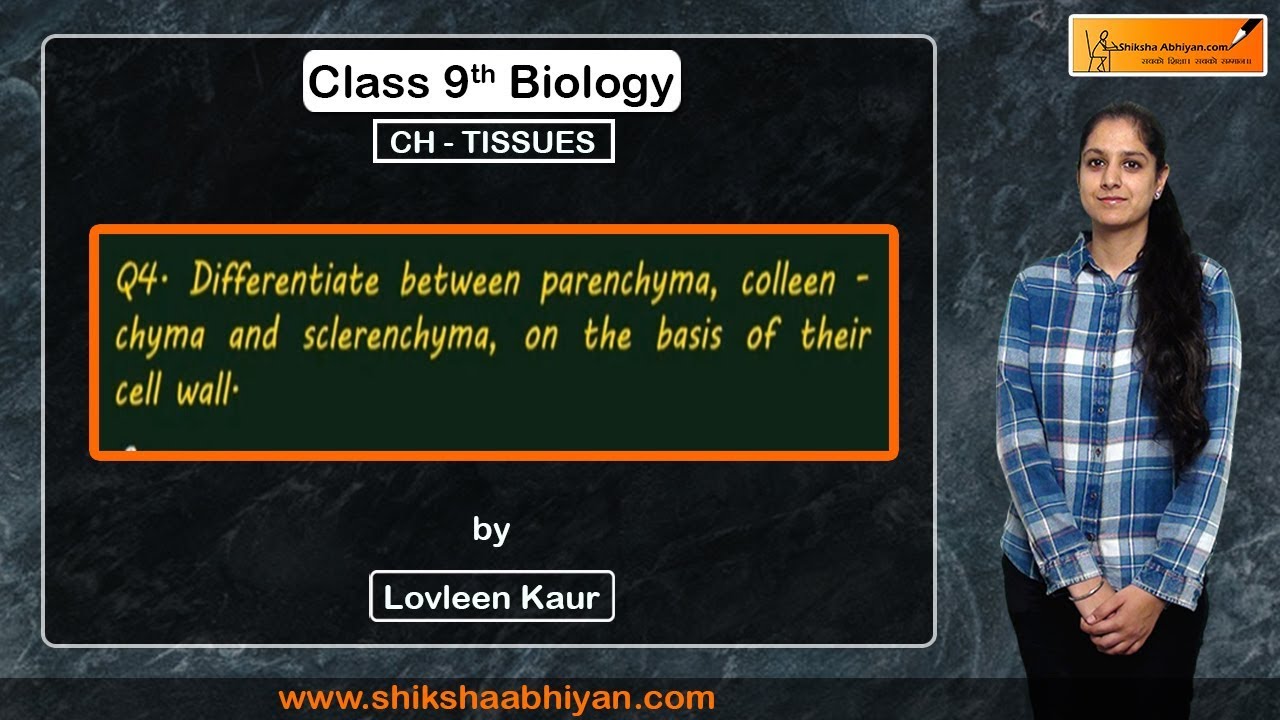 Q4 Differentiate between parenchyma, collenchyma and sclerenchyma on the basisi of their cell wall.