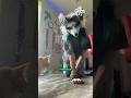 Humans with Animal Souls: The Therian Phenomenon #shorts