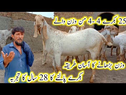 Sacrificial goats/ 28 years of experience in raising goats/ Easy way to raise heavy weight 180kg ...