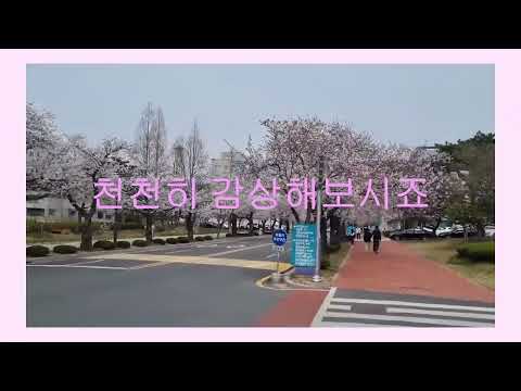 목포대학교 벗꽃 YouTube Thumbnail