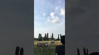 Download lagu WES TATAS‼️ mp3