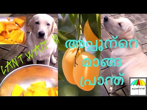 LABRADOR - APPU & MANGO
