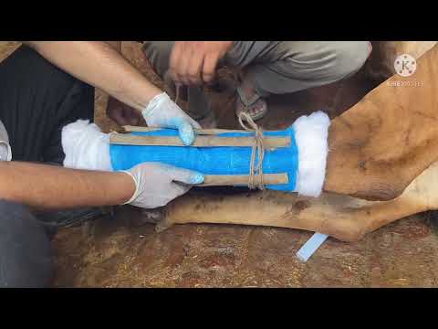 How to treat fracture in cow l fracture of metatarsal bone in cow l dr umar khan