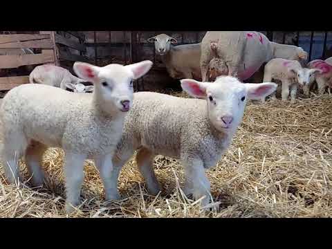 UROCZE JAGNIĘTA BAWIĄ SIĘ/ADORABLE BABY LAMBS HAVING FUN