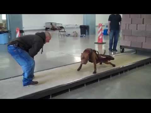 YouTube video about: How much weight can a sled dog pull?