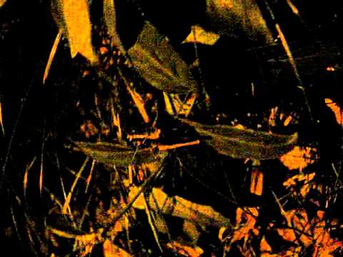 Stridulující Pholidoptera griseoaptera, Štramberk 9.10.2010