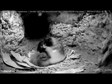 Bermuda Cahow Chick Hatches! | Post-Hatch Highlights – Feb. 27, 2022
