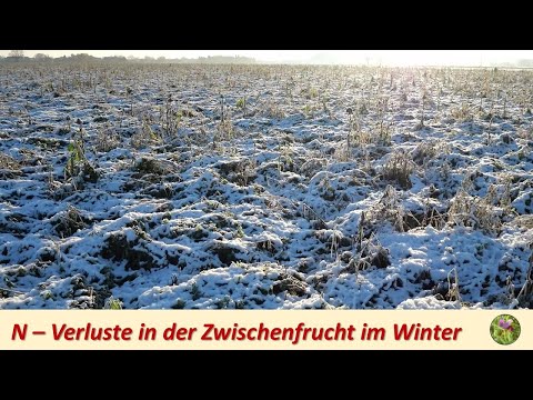 N losses in the cover crop in winter