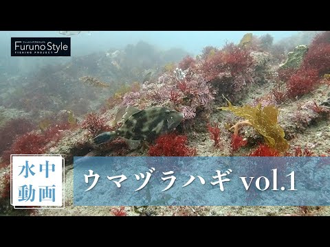 ウマヅラハギ vol.1