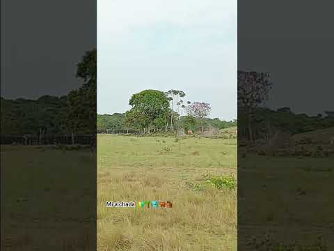 cumaribo vichada #llanopuro #llanosorientales #llanosorientales