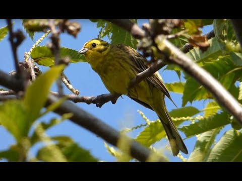 Ptice Hrvatske - Žuta strnadica, mužjak (Emberiza citrinella) (Yellowhammer, male) (2/2)
