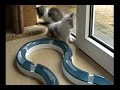 Tyrkisk Angora Tyrkisk Angora-kattunger leker