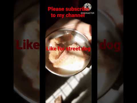 like and subscribe for this dog. #trending #viralshort #trendingvideo #viralvideo #youtubevideo