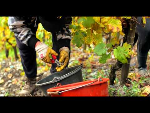 Why Steep Slopes & Careful Harvest Selection Make the Best Riesling