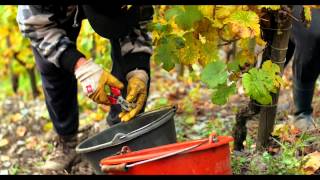 Why Steep Slopes & Careful Harvest Selection Make the Best Riesling