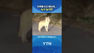 마취총 피해 줄행랑 #shorts / YTN