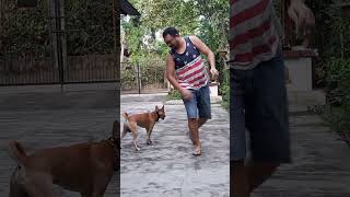 Dogs Favorite Push Back Game #shorts #games #gameplay #game