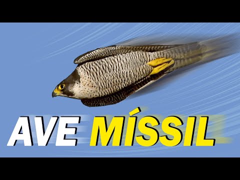 Peregrine Falcon in action! Attacks pigeons like a missile!