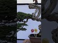 SANCANG SEMI CASCADE Inspirasi Bonsai Kelas Bintang 2023
