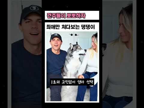 견주들의 뽀뽀하자 최애만 쳐다보는 댕댕이