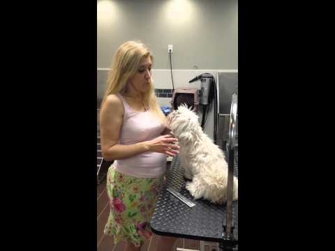 Shih Tzu( Hypo Shampoo)  at PET WISHES by VERONA