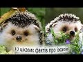 10 цікавих фактів про їжаків! 