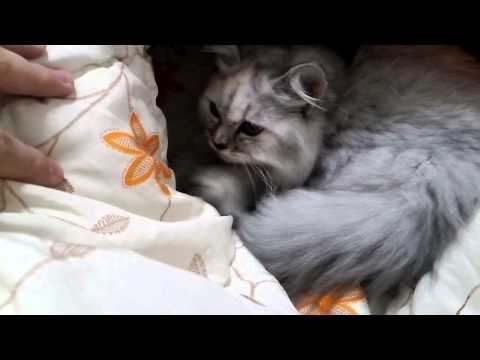 130907 체리 꾹꾹이