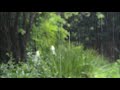 Relaxing And Calm Rain To Get Over Stress Rain Sounds To Fall Asleep Instantly Sound Therapy