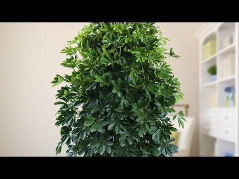 鴨腳木 風水