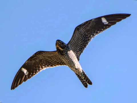 Relax Deeply - A 15 Minute Yoga Nidra Meditation with Steve Wolf E-RYT 500