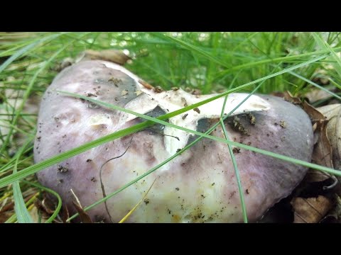 Russula cyanoxantha, urretxa (2021-06-08) Navarra.