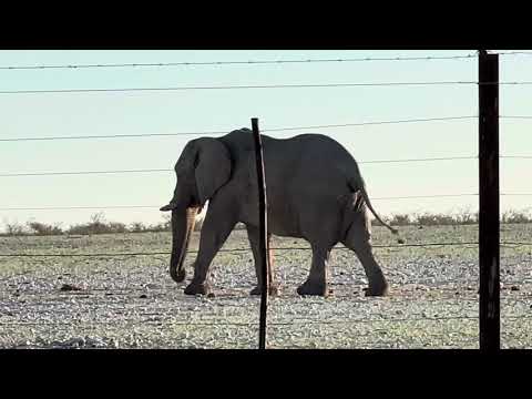 Close Encounter: Majestic Elephant Strolls Through Our Campsite! 🐘🏕️