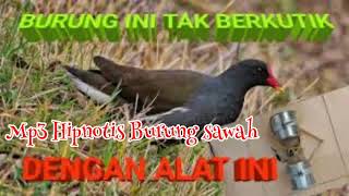 Download lagu Mp3 Suara Hipnotis Burung sawah, super jernih dan keras. mp3 Download lagu Mp3 Suara Hipnotis Burung sawah, super jernih dan keras. mp3