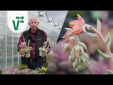 Sukkulenten für Garten & Zimmer