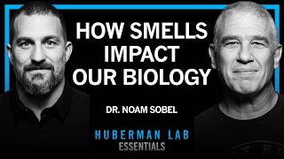 Essentials: How Smells Influence Our Hormones, Health & Behavior | Dr. Noam Sobel