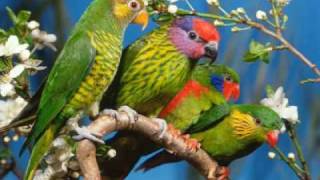 The secret language of birds - Ian Anderson