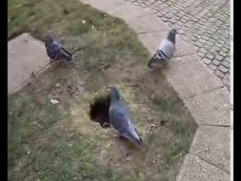 Tranzit     Man    Könyörtelen  világ