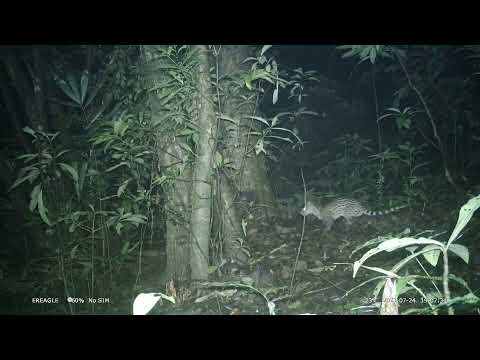 臺灣爺蟬棲地麝香貓出沒玩耍