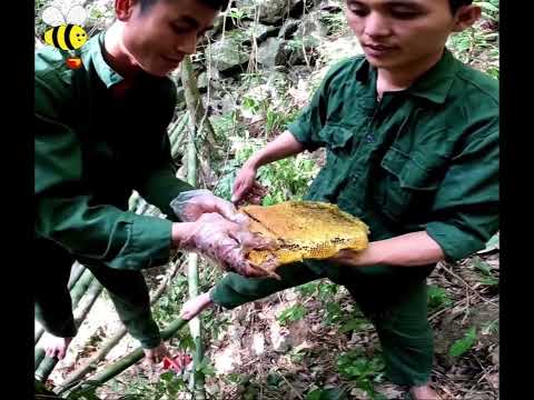 Huge Honeybees In The Heart Of Tree | Old Tree Bees