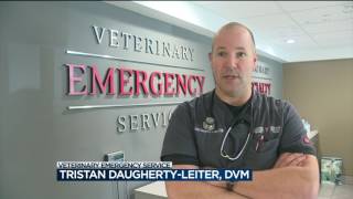 Dog dies after swimming in Lake Mendota