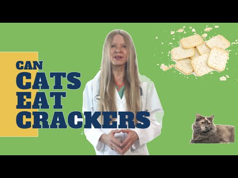 YouTube video about: Can cats eat ritz crackers?