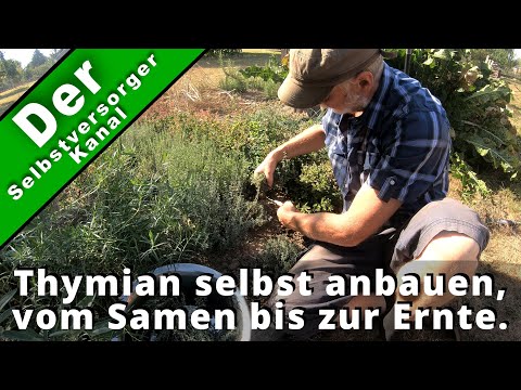 Thymian selbst anbauen , vom Samen bis zur Ernte.