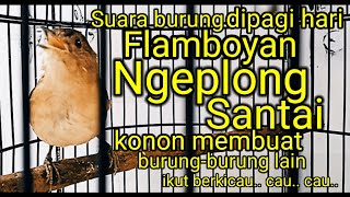 Download lagu Pancingan burung flamboyan ngeplong santai mp3