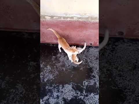 #Cat Fight #kitten