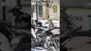 バリ島の日常(猿は友達)🐒企画編集byそうちゃん