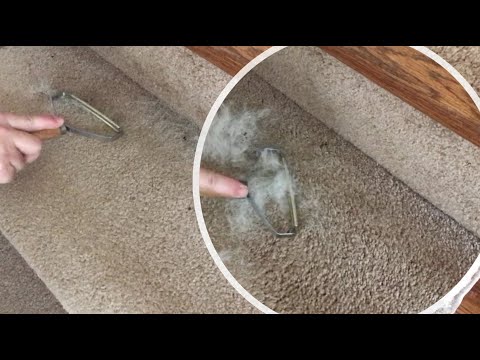 BEST Way to Remove Pet Hair From Carpet and Rugs