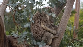 preview picture of video 'Koala show, Symbio Wildlife Park'